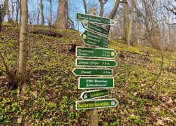 Winterlinge  Gelbe Pracht In Jena 2024 03